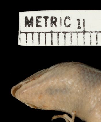 Media type: image;   Herpetology R-6046 Aspect: head ventral
